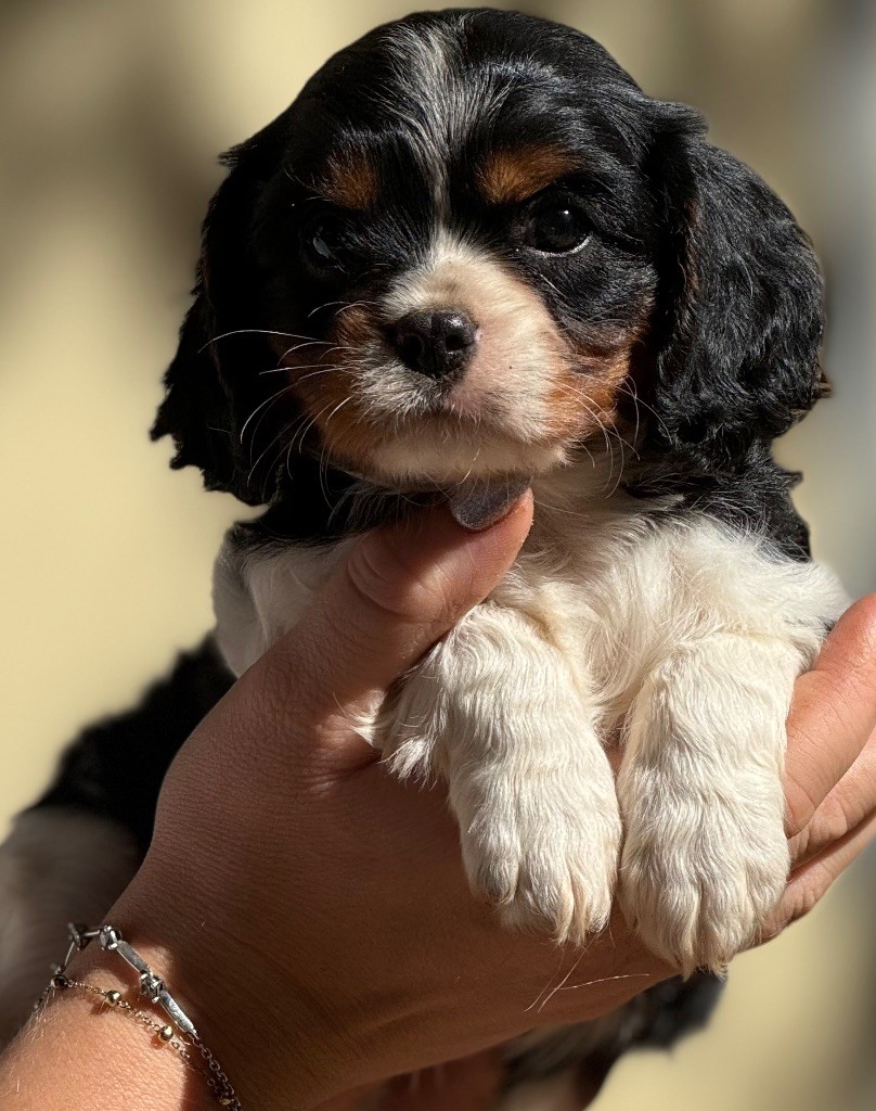 Du Royaume D’Héra - Chiot disponible  - Cavalier King Charles Spaniel