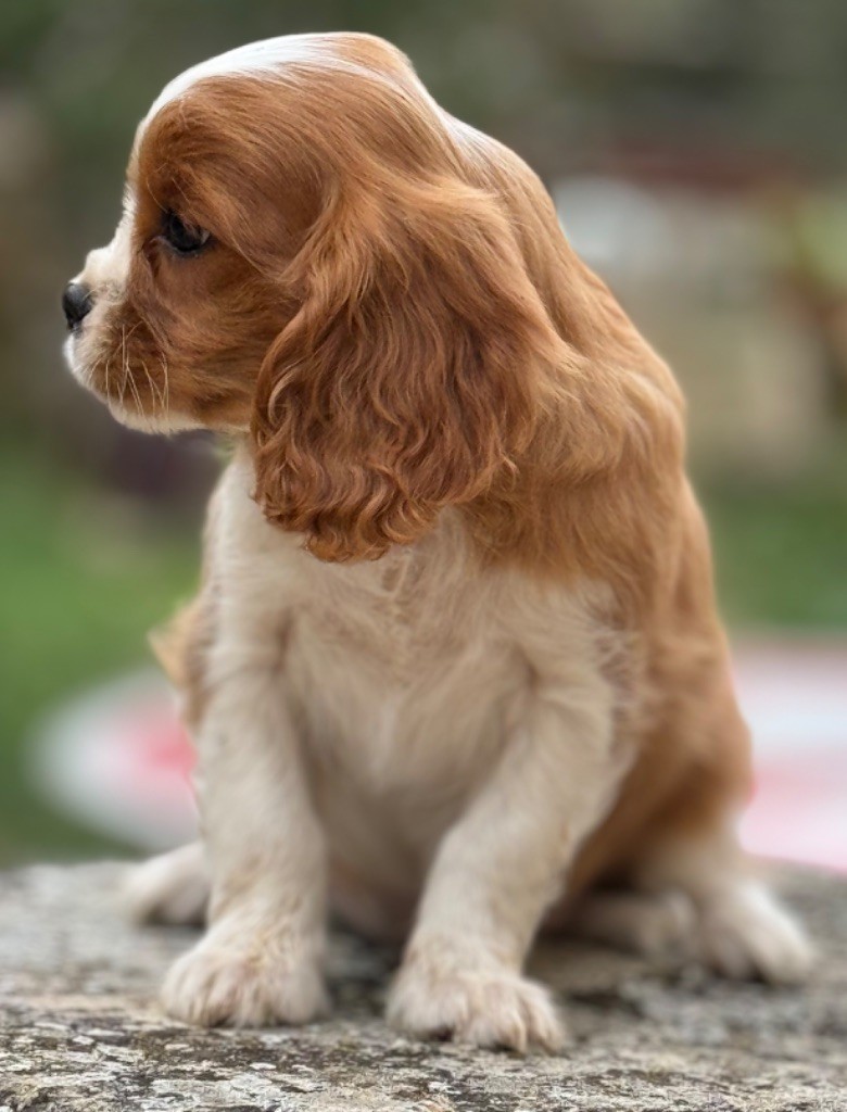 Du Royaume D’Héra - Cavalier King Charles Spaniel - Portée née le 21/07/2024