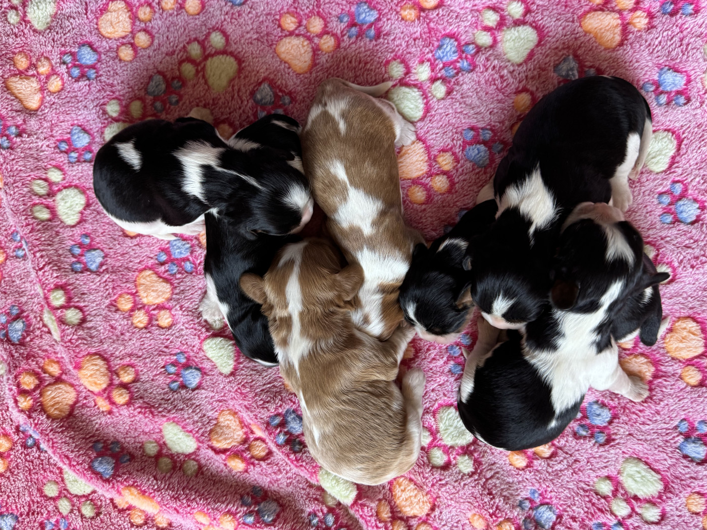 Chiot Cavalier King Charles Spaniel Du Royaume D’Héra