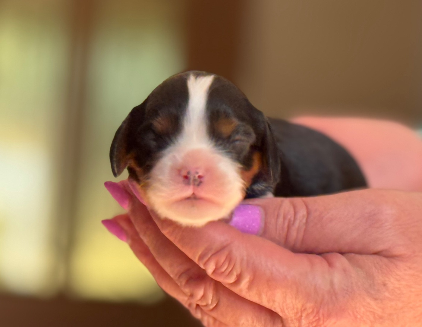 Du Royaume D’Héra - Chiots disponibles - Cavalier King Charles Spaniel