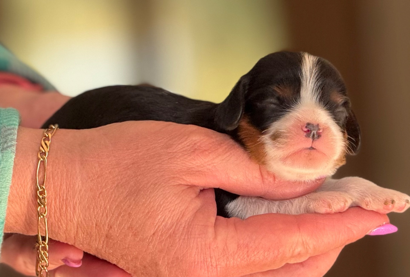 Du Royaume D’Héra - Chiots disponibles - Cavalier King Charles Spaniel