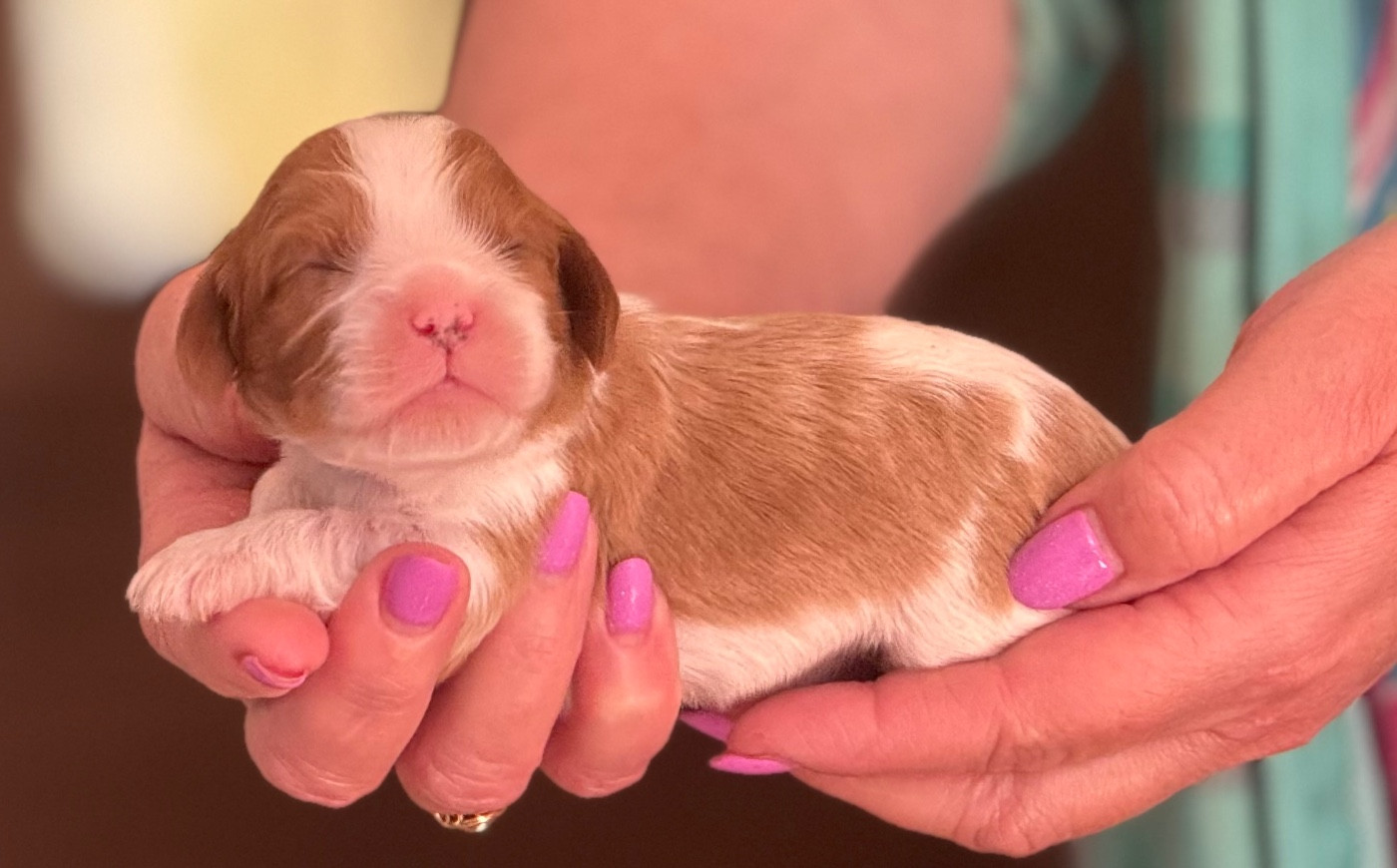 Du Royaume D’Héra - Chiots disponibles - Cavalier King Charles Spaniel