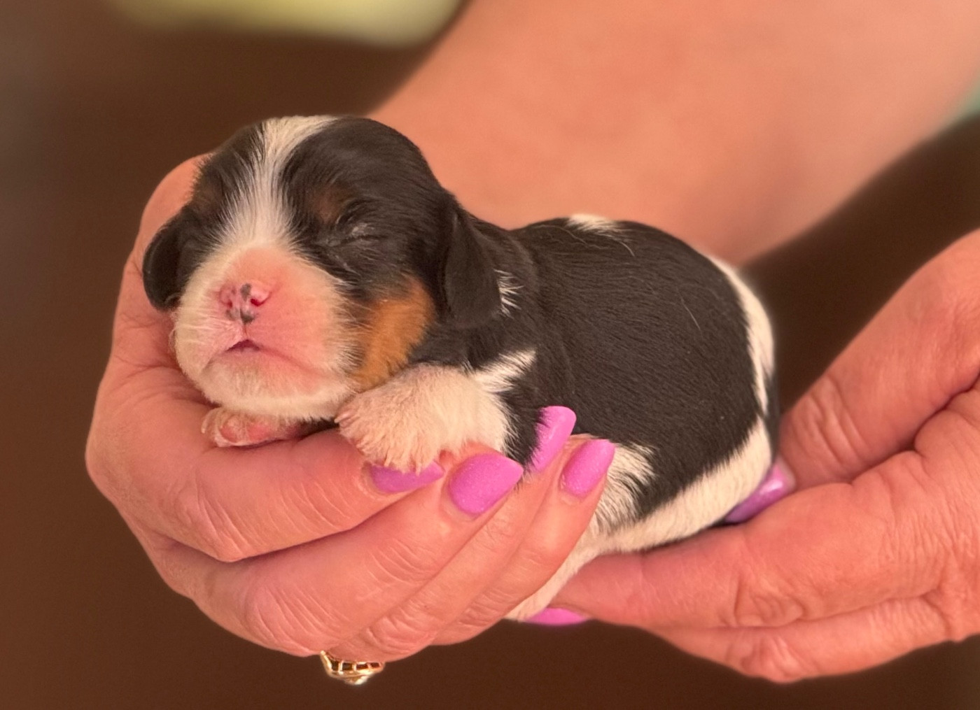 Du Royaume D’Héra - Chiots disponibles - Cavalier King Charles Spaniel