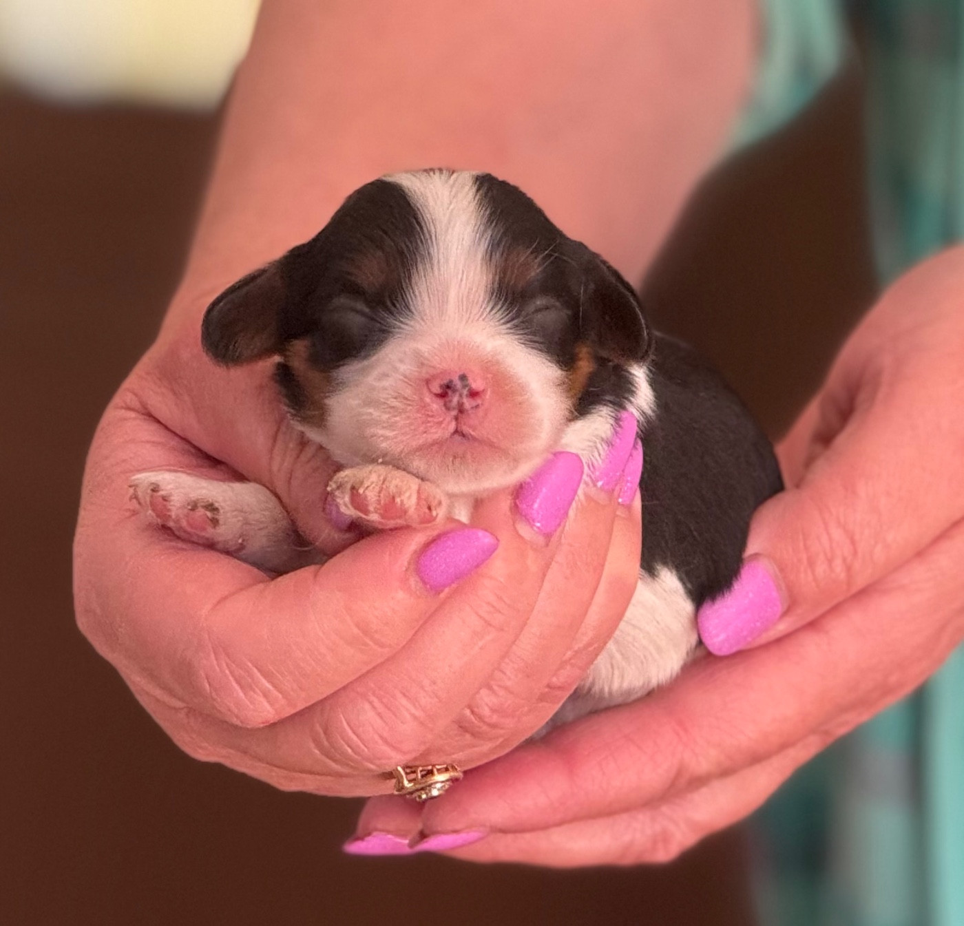 Du Royaume D’Héra - Chiots disponibles - Cavalier King Charles Spaniel