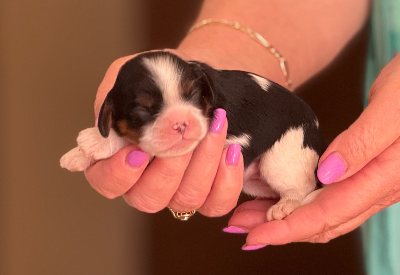Du Royaume D’Héra - Chiots disponibles - Cavalier King Charles Spaniel