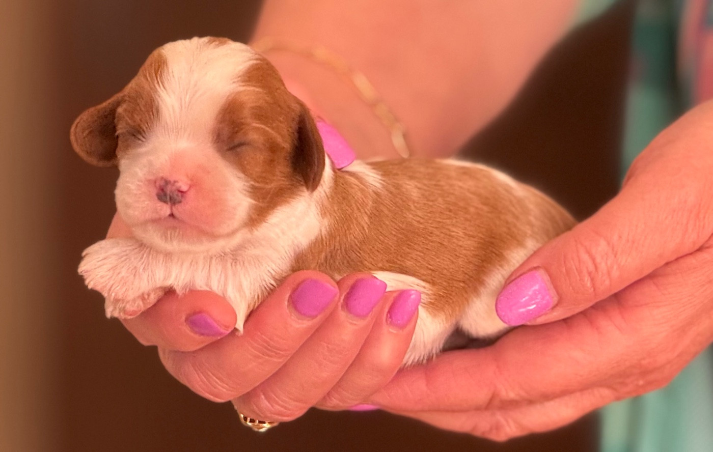 Du Royaume D’Héra - Chiots disponibles - Cavalier King Charles Spaniel