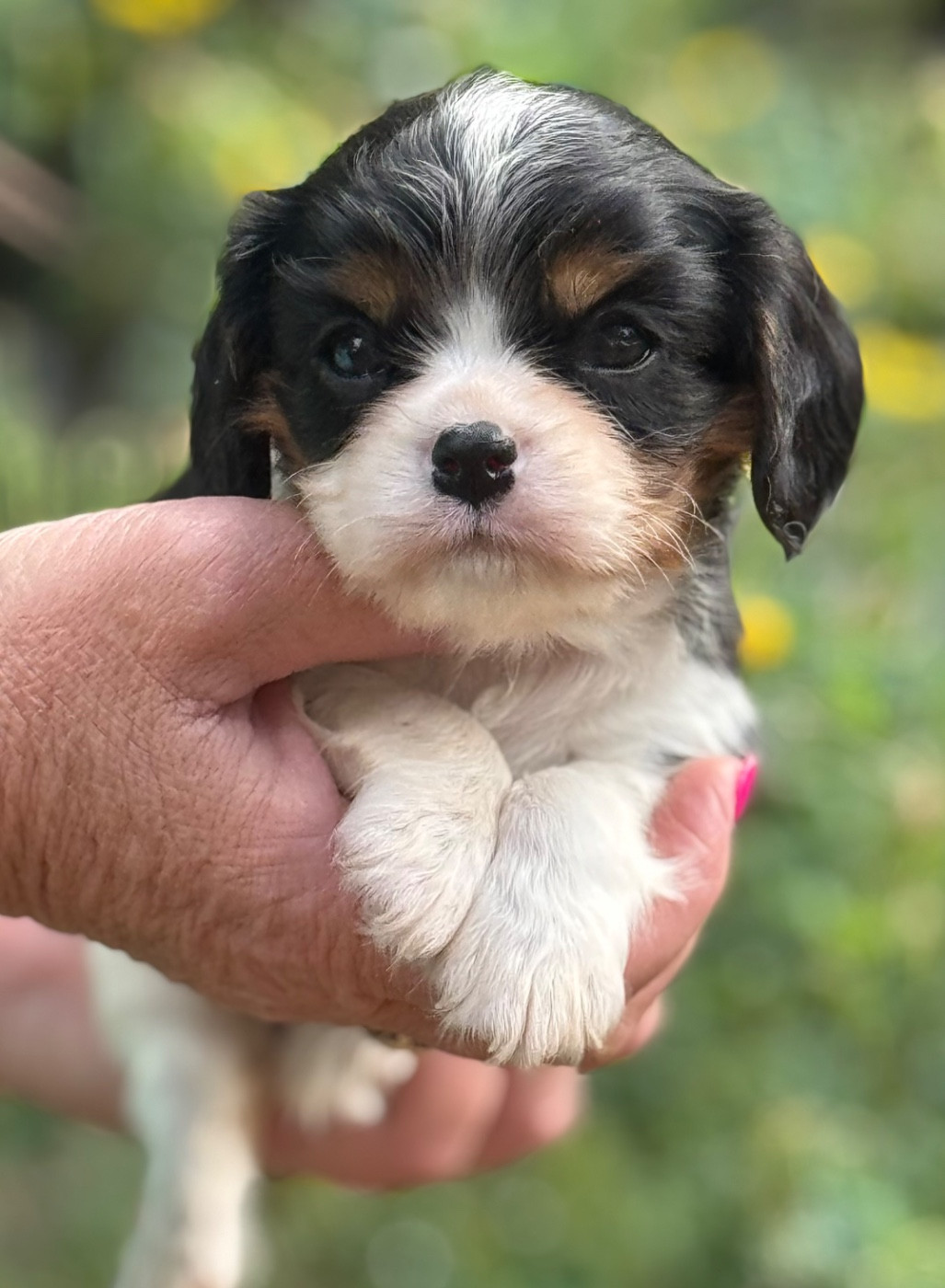 Du Royaume D’Héra - Chiots disponibles - Cavalier King Charles Spaniel