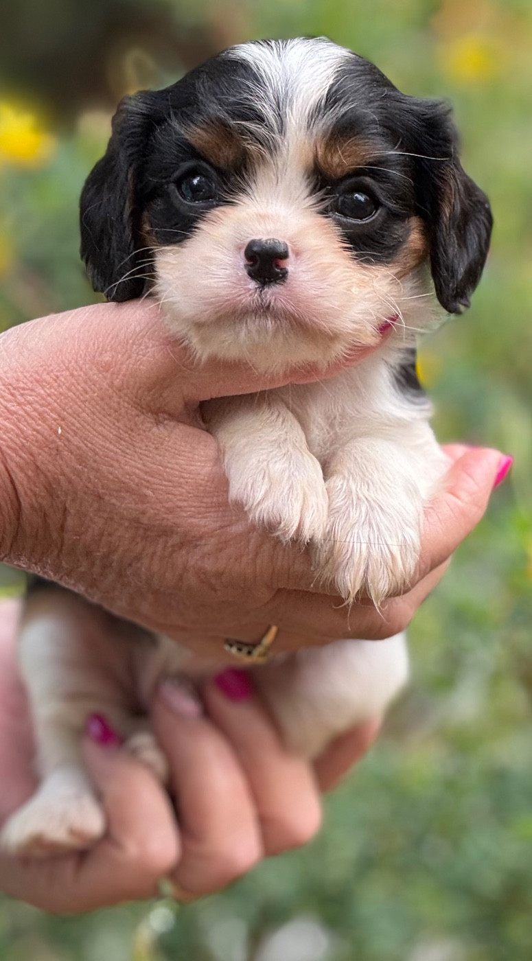 Du Royaume D’Héra - Chiots disponibles - Cavalier King Charles Spaniel