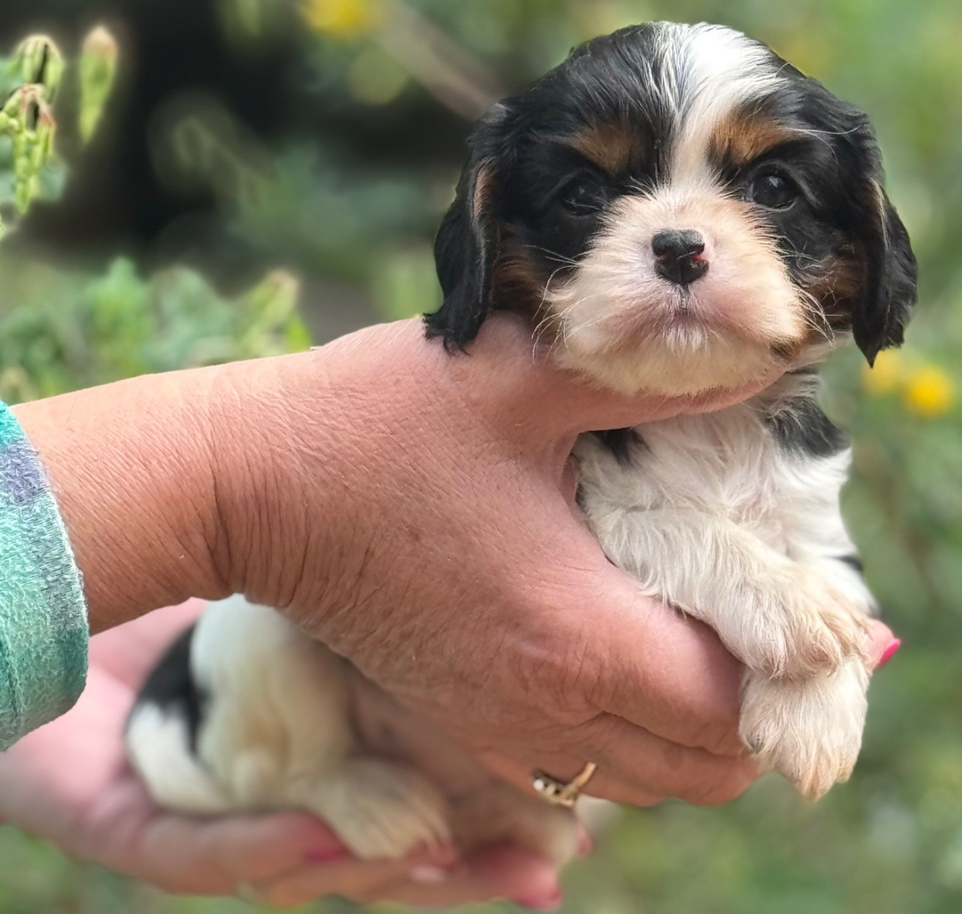 Du Royaume D’Héra - Chiots disponibles - Cavalier King Charles Spaniel