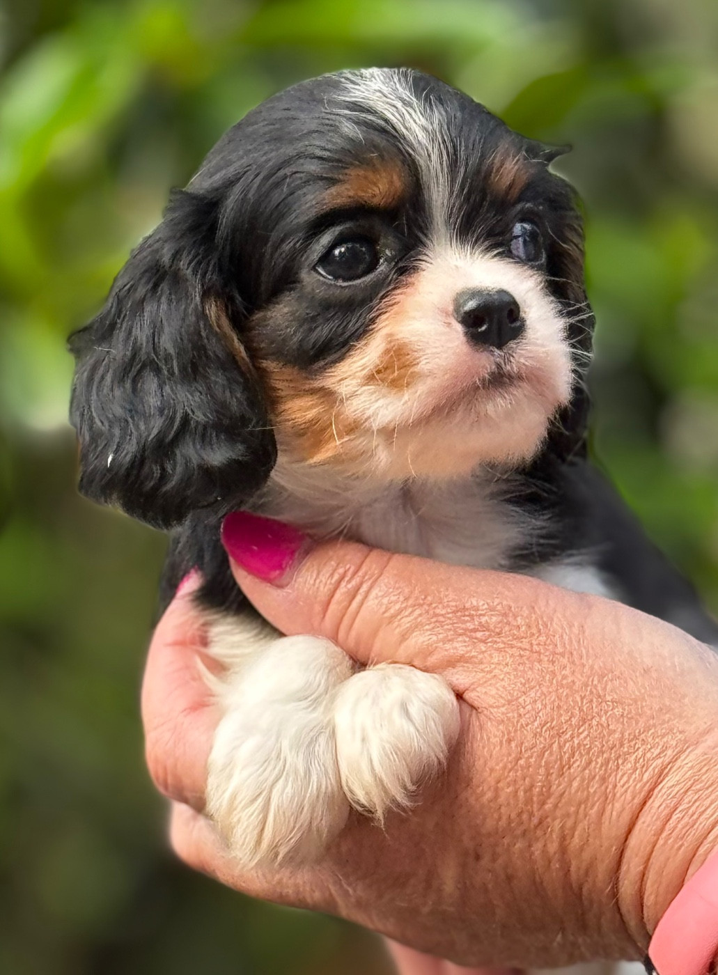 Du Royaume D’Héra - Chiots disponibles - Cavalier King Charles Spaniel