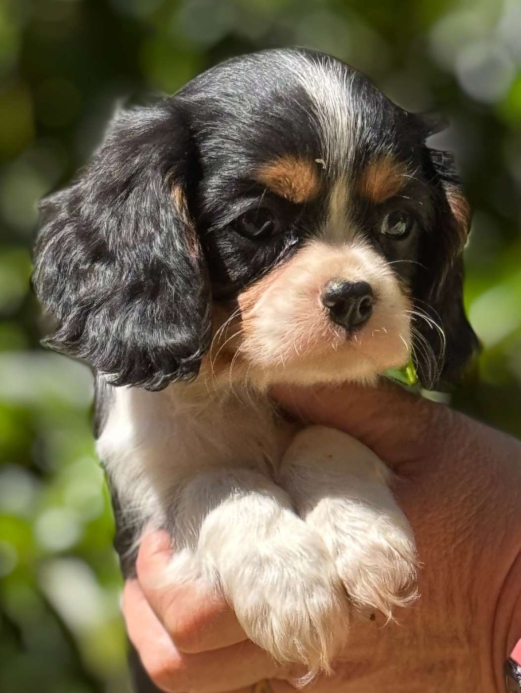 Du Royaume D’Héra - Chiots disponibles - Cavalier King Charles Spaniel