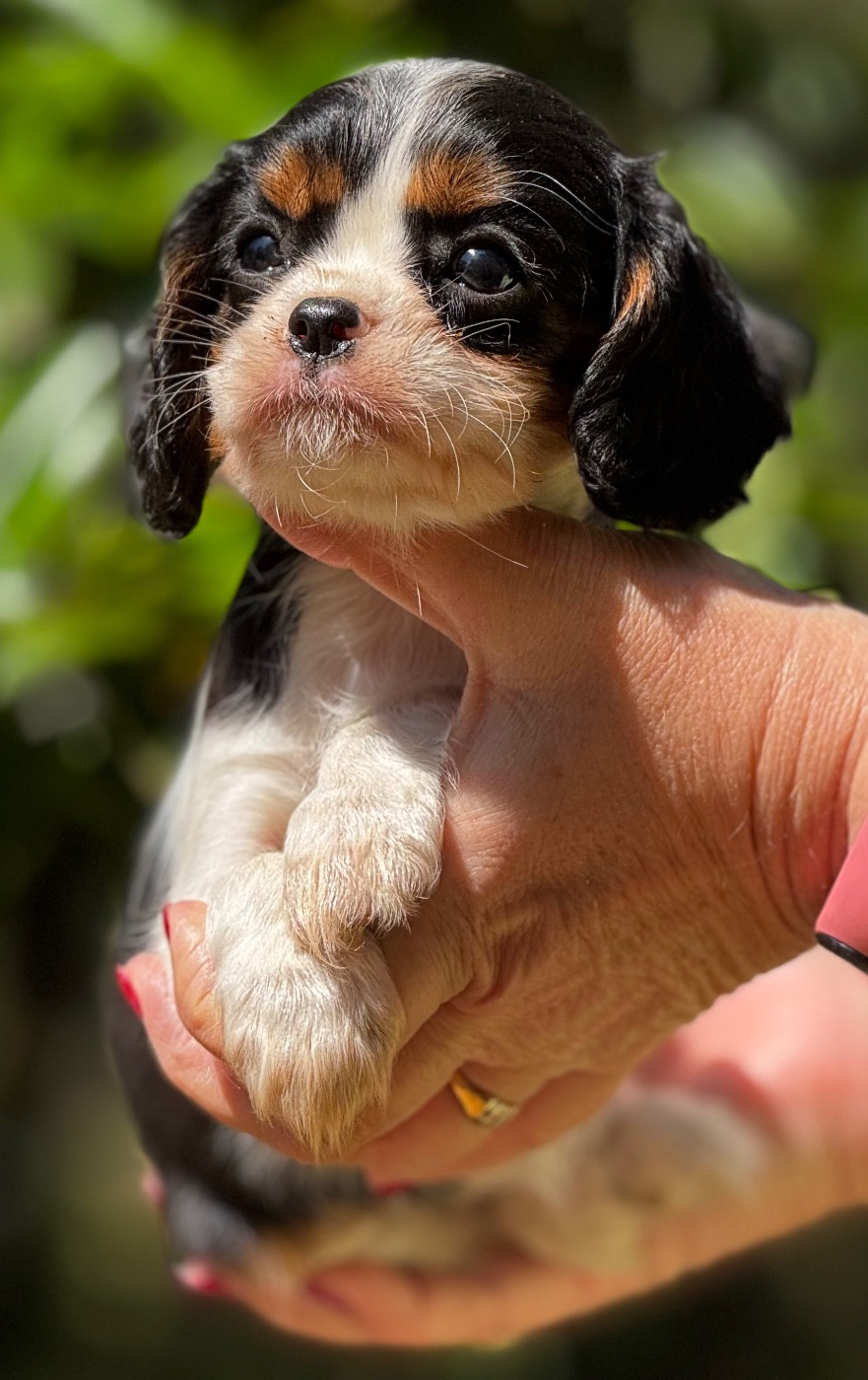 Du Royaume D’Héra - Chiots disponibles - Cavalier King Charles Spaniel