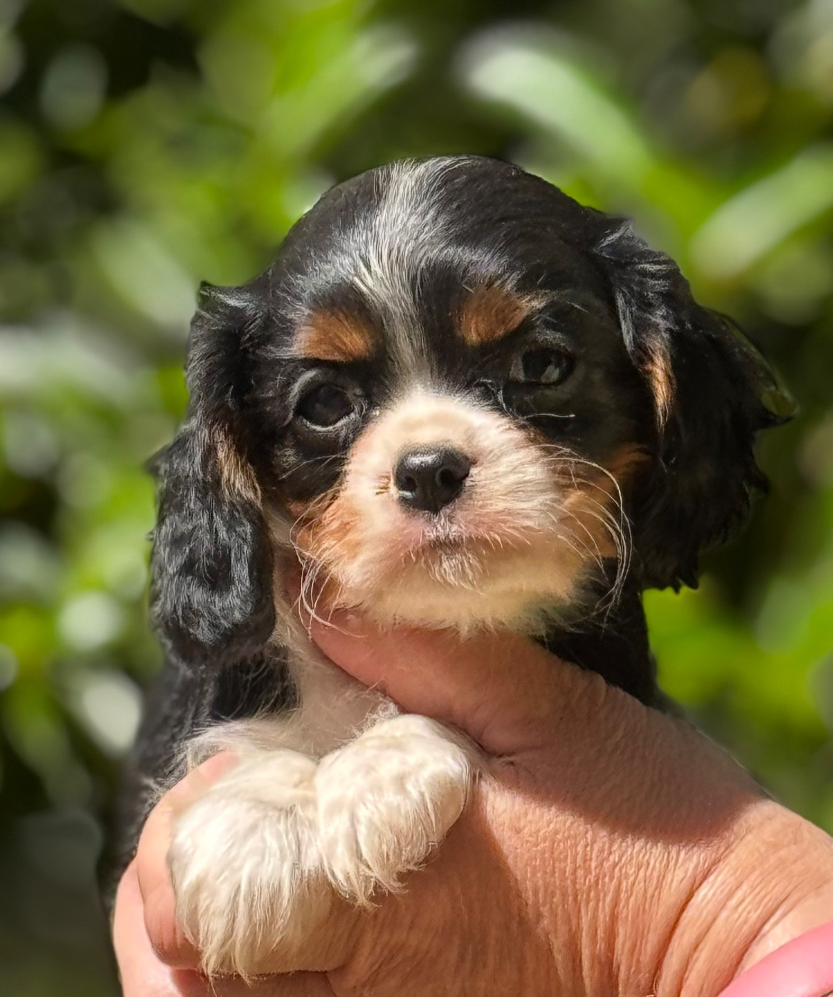 Du Royaume D’Héra - Chiots disponibles - Cavalier King Charles Spaniel