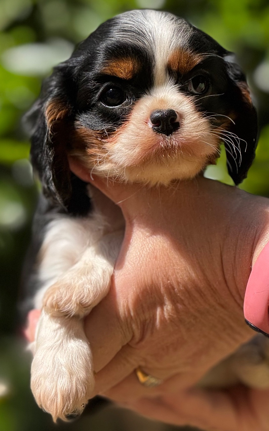Du Royaume D’Héra - Chiots disponibles - Cavalier King Charles Spaniel