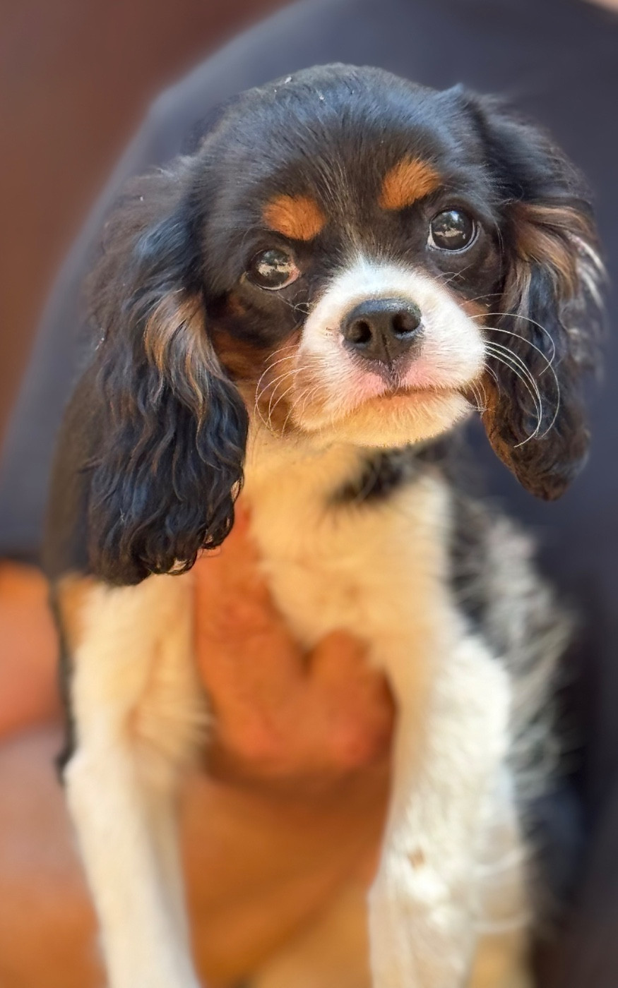 Du Royaume D’Héra - Chiots disponibles - Cavalier King Charles Spaniel