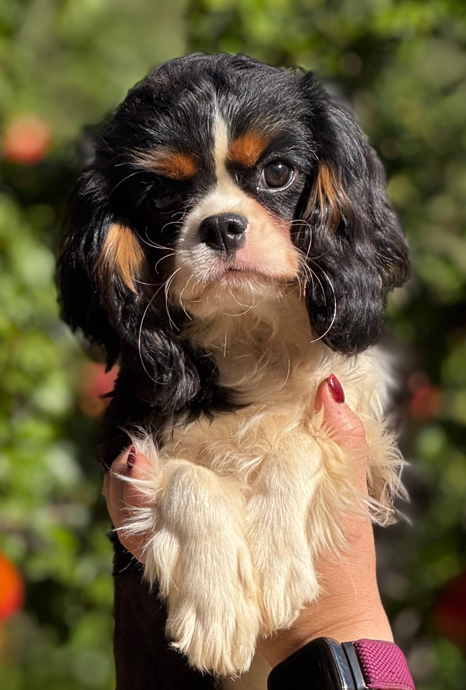 Du Royaume D’Héra - Chiots disponibles - Cavalier King Charles Spaniel